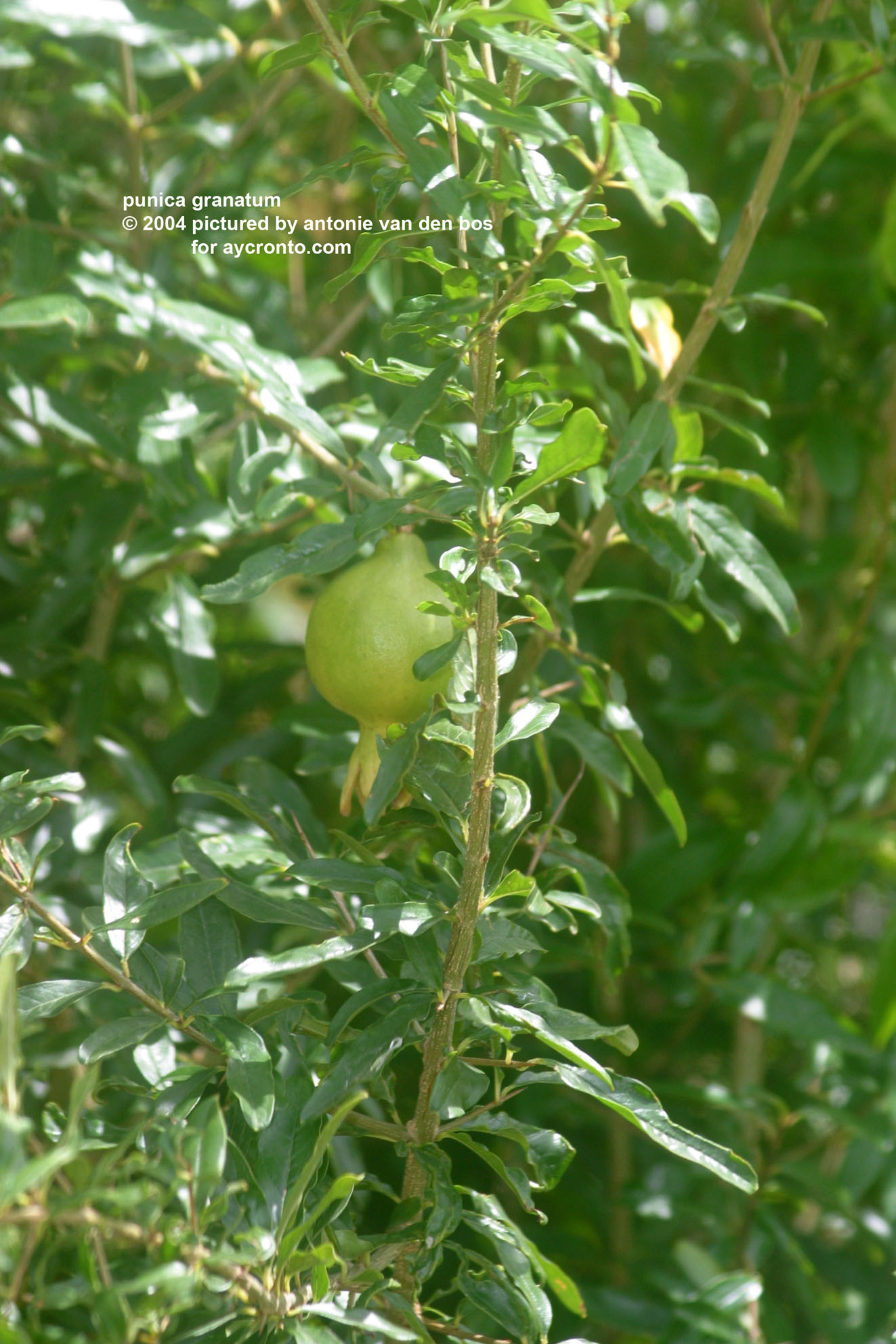 punica%20granatum%2003.jpg