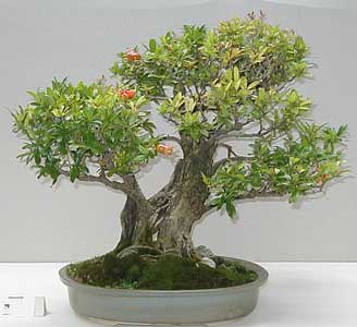 punica-granatum-bonsai-2.jpg