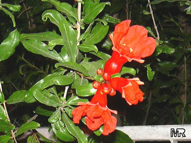 punica_granatum2578.jpg