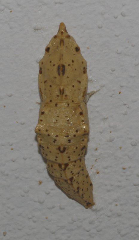 Pupa_5381.jpg