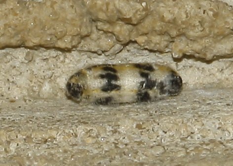 pupa_6856.jpg