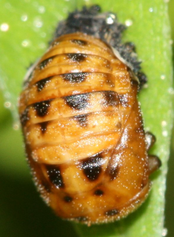 pupahoju.jpg