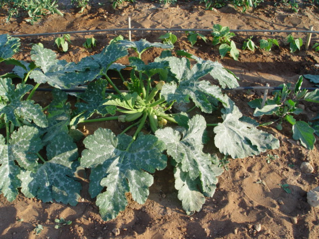 pureba%20001.jpg