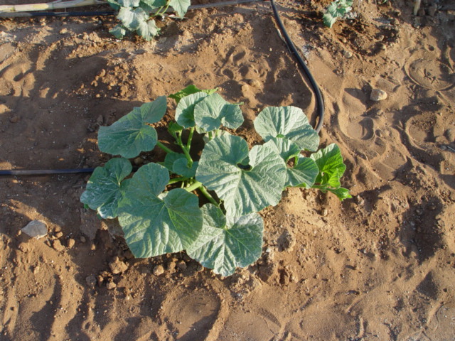 pureba%20002.jpg