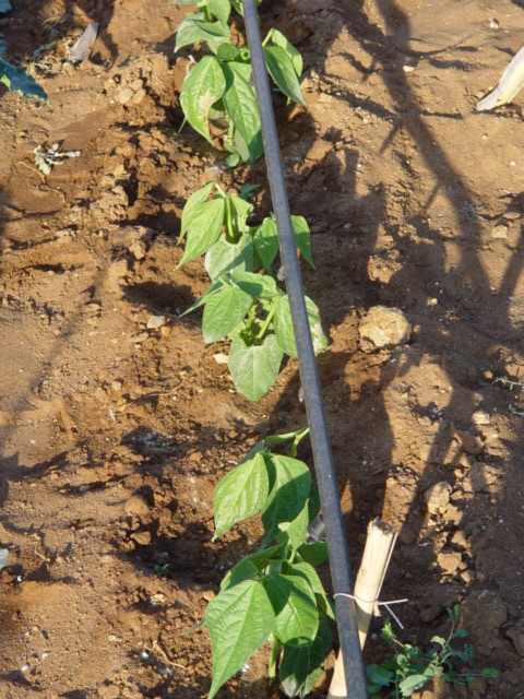 pureba%20005.jpg