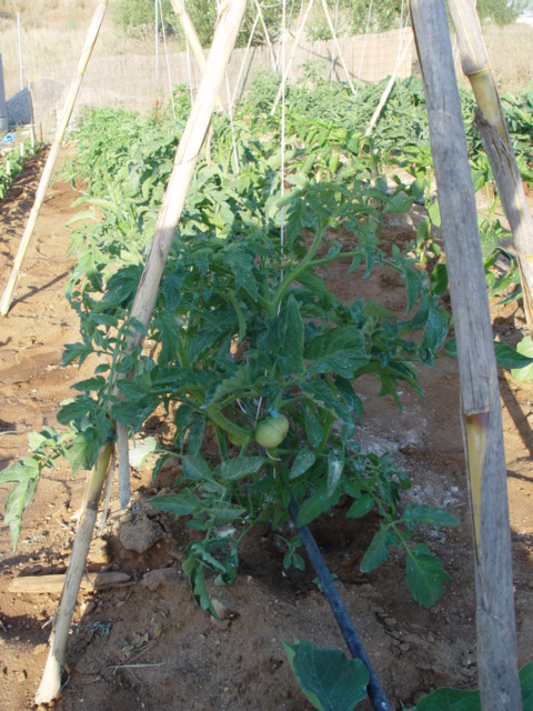 pureba%20007.jpg