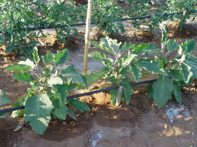 pureba%20012.jpg