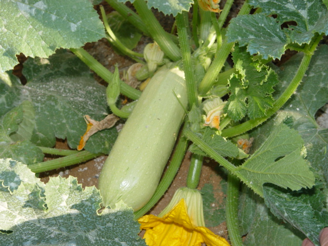 pureba%20019.jpg