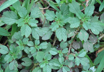 Purple%20Amaranth,%20Amaranthus%20blitum,%20HA%20(1)_small.jpg