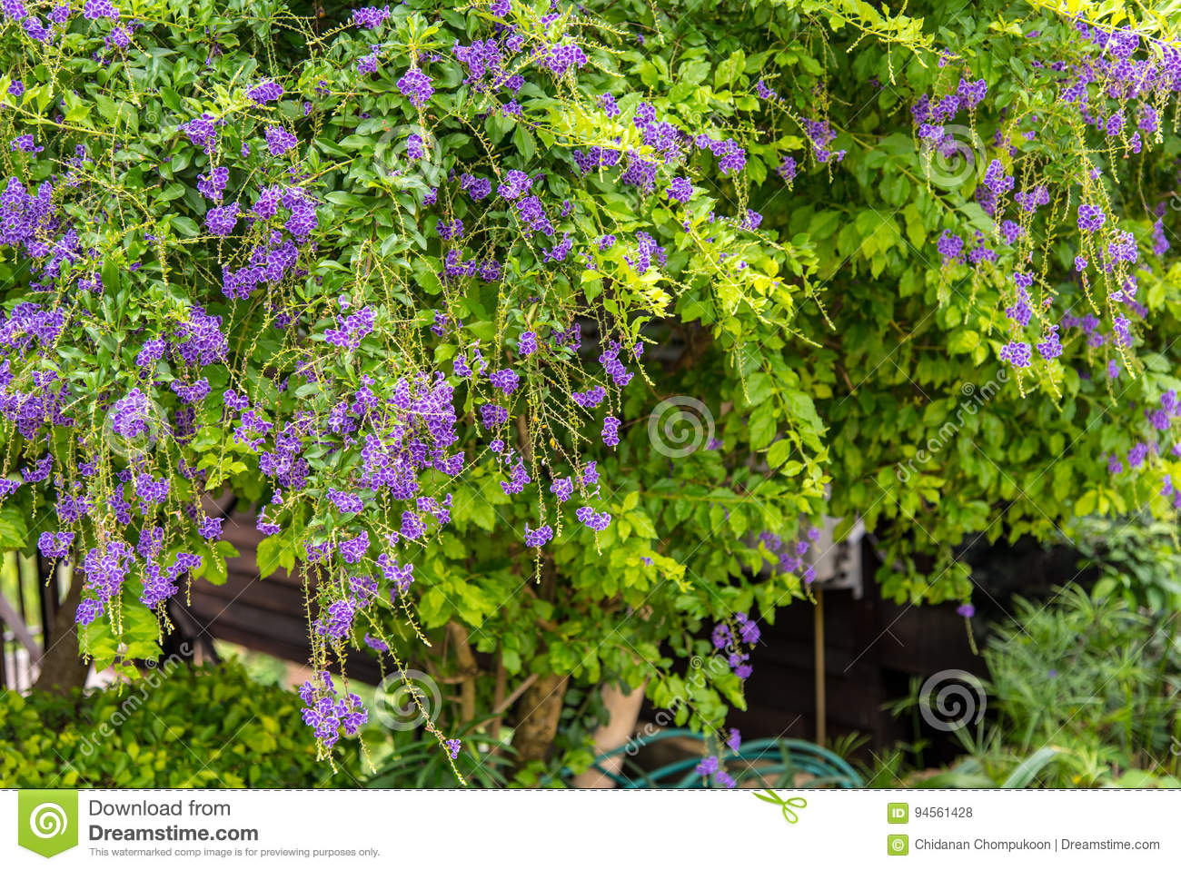 purple-duranta-repens-flower-color-little-green-leaf-94561428.jpg