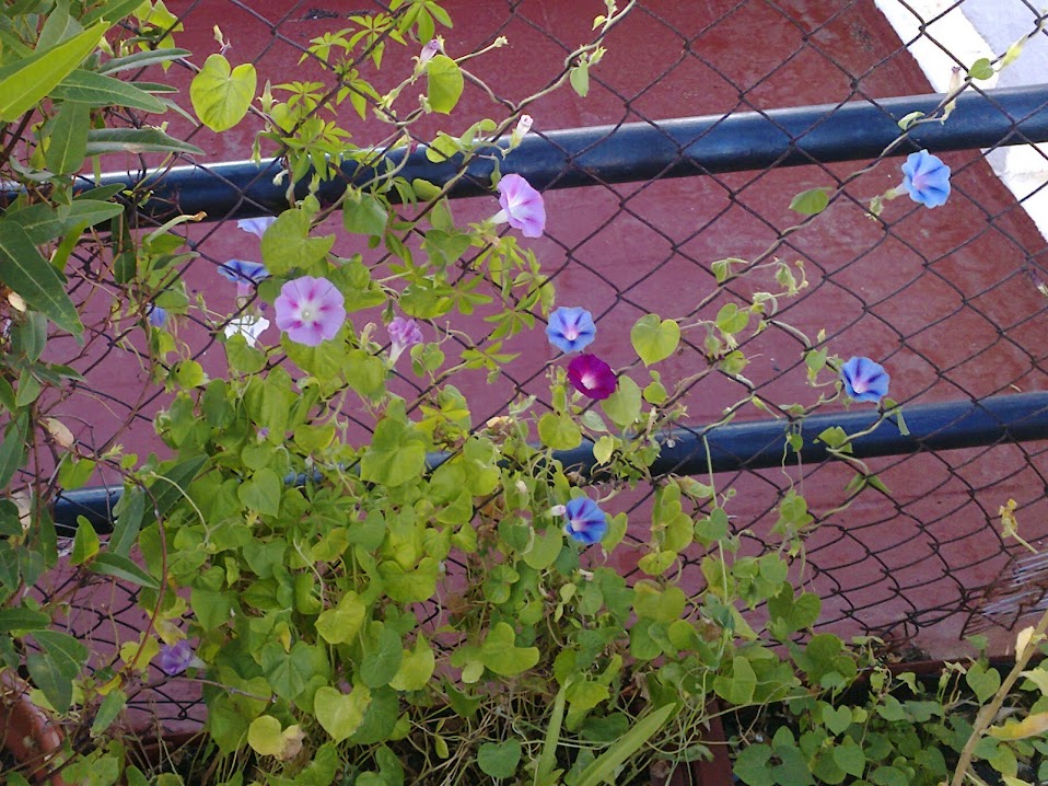 purpureas.jpg