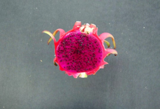 Purpusii.jpg