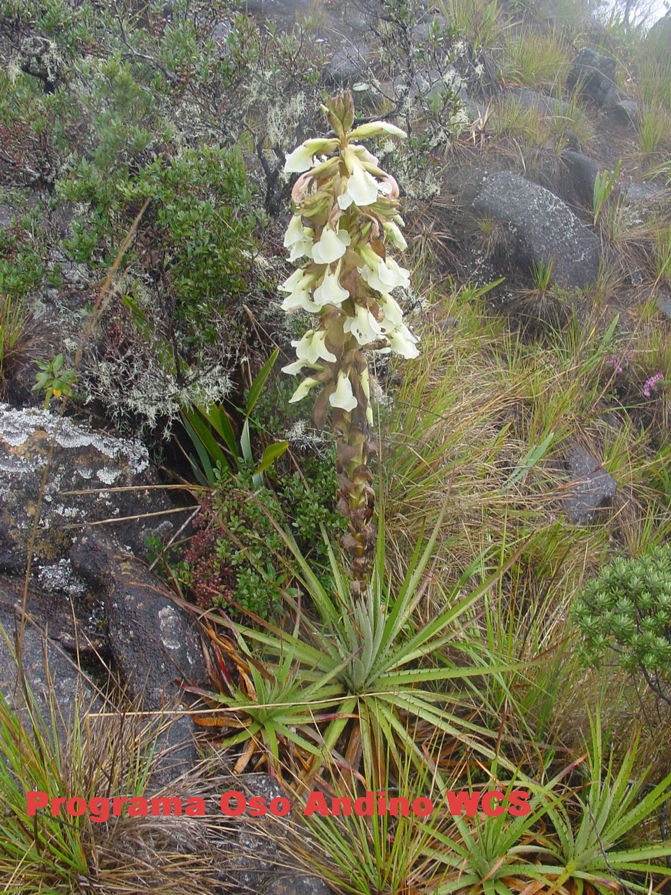 Puya%20en%20flor.JPG
