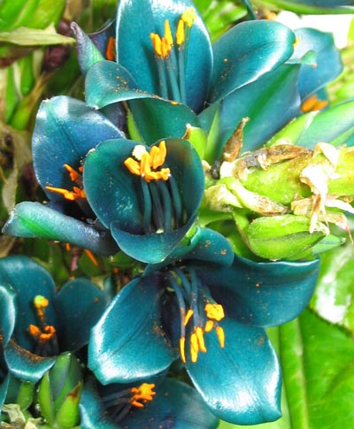 puya-alpestris-flower.jpg