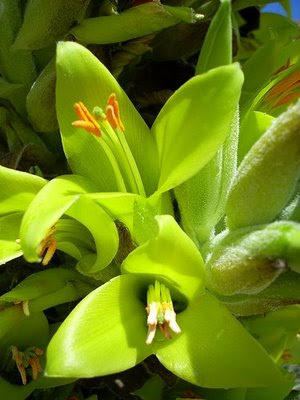puya+chilensis+2.jpg