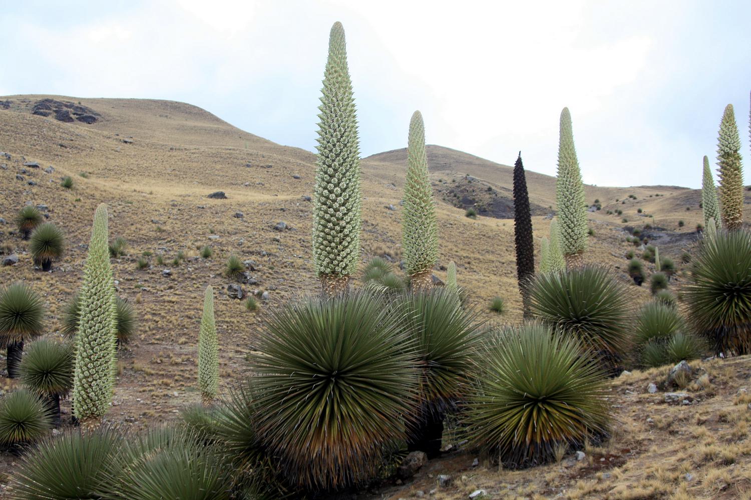 puya-raimondii-8.jpg