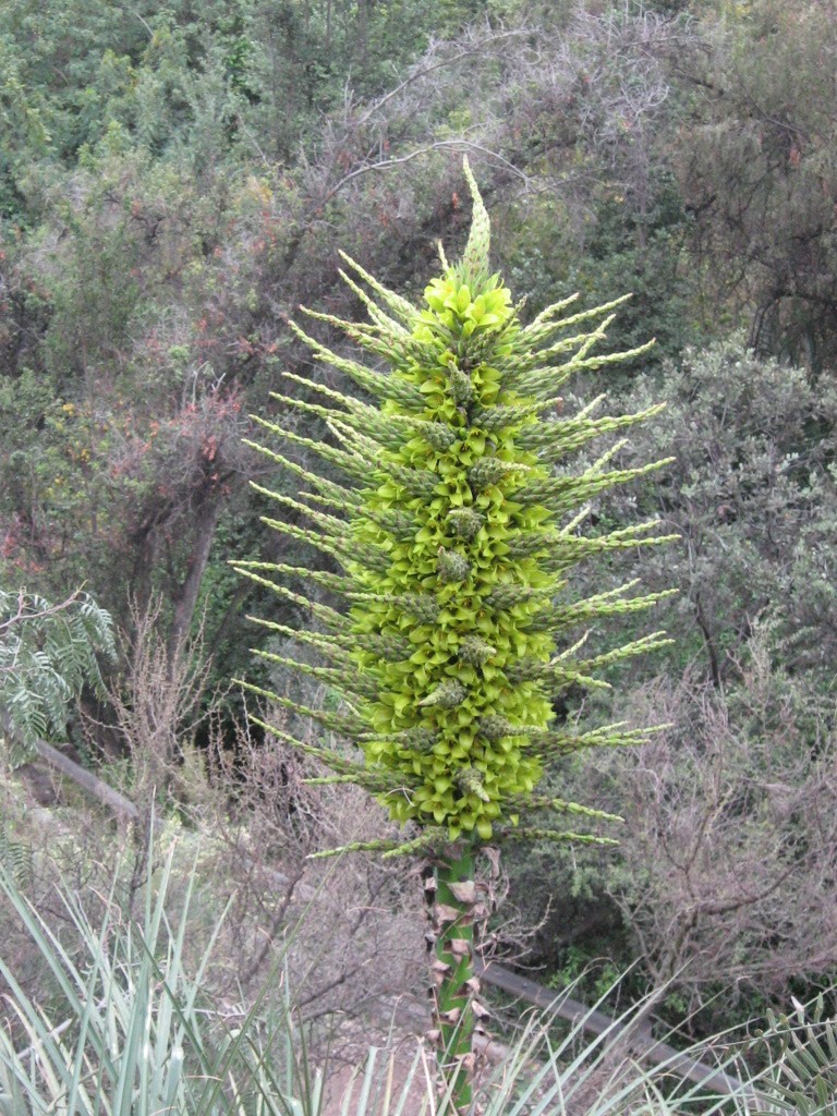 Puya_chilensis_16.jpg