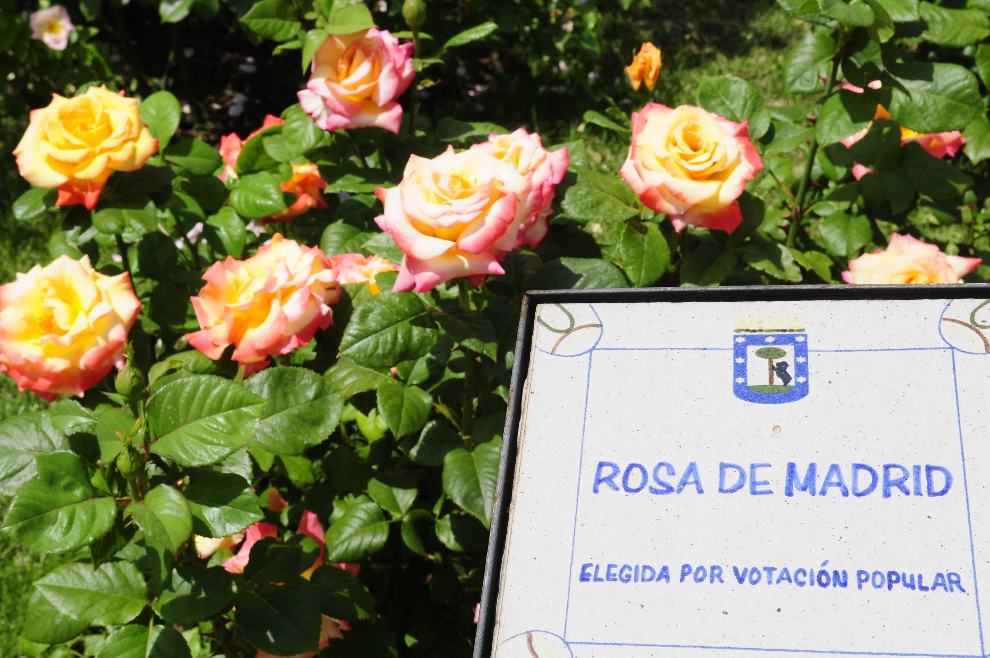 pw_DeGuindosRosa_5.jpg