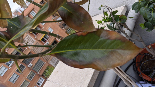 PXL-20210408-091620126.jpg