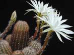 pymaecereus-flor.jpg