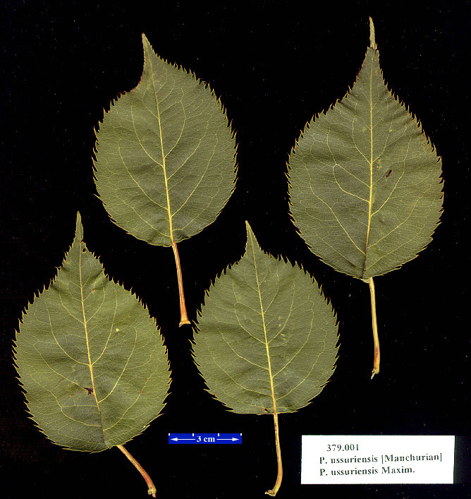 pyr0379.leaves01.jpg
