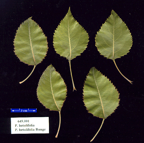 pyr0649.leaves01.jpg
