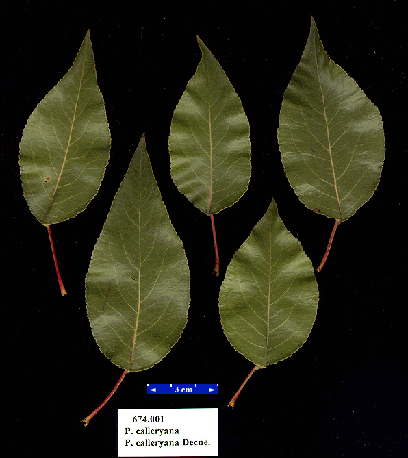 pyr0674.leaves01.jpg