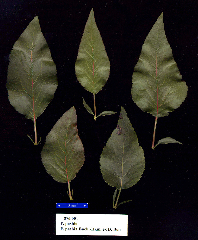 pyr0876.leaves01.jpg