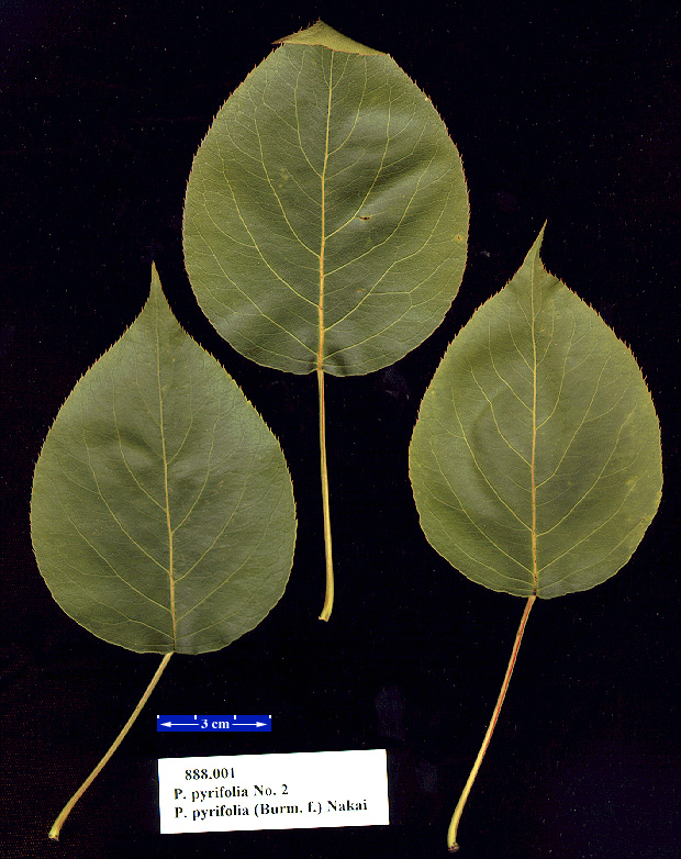pyr0888.leaves01.jpg