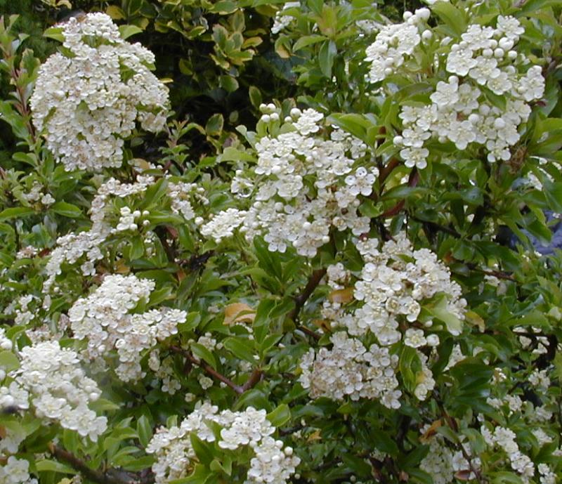 Pyracantha%20atalantioides.jpg