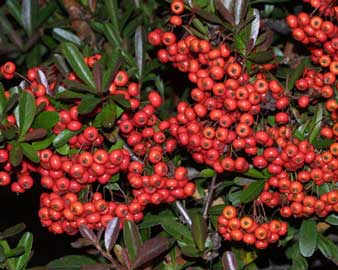 pyracantha-coccineaespinofuego.jpg