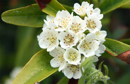 Pyracantha_coccinea.jpg