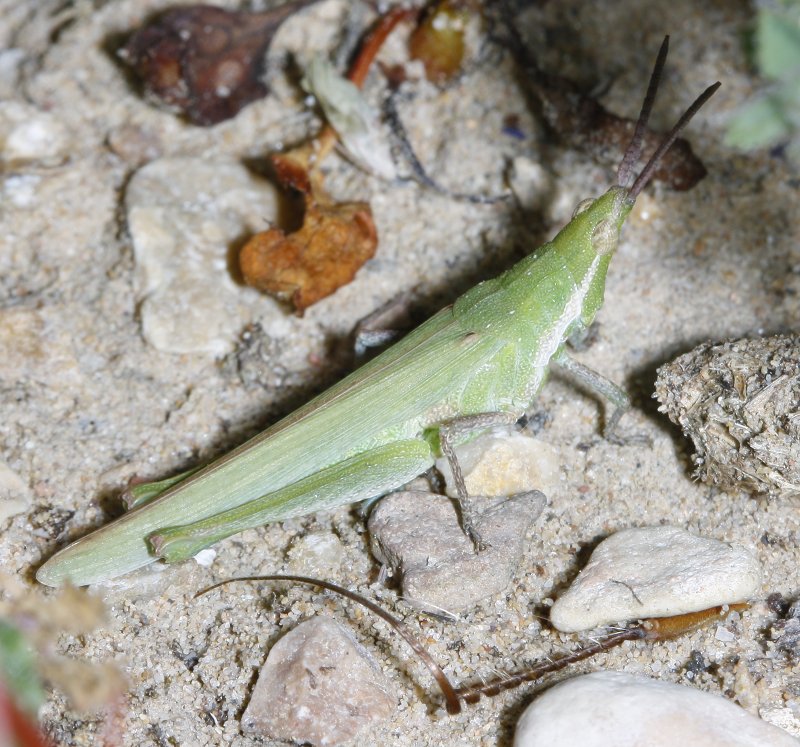 Pyrgomorpha%20conica_2122.jpg