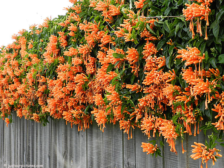 pyrostegia-venusta-bush_0406.jpg