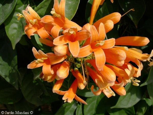 pyrostegiavenusta.jpg
