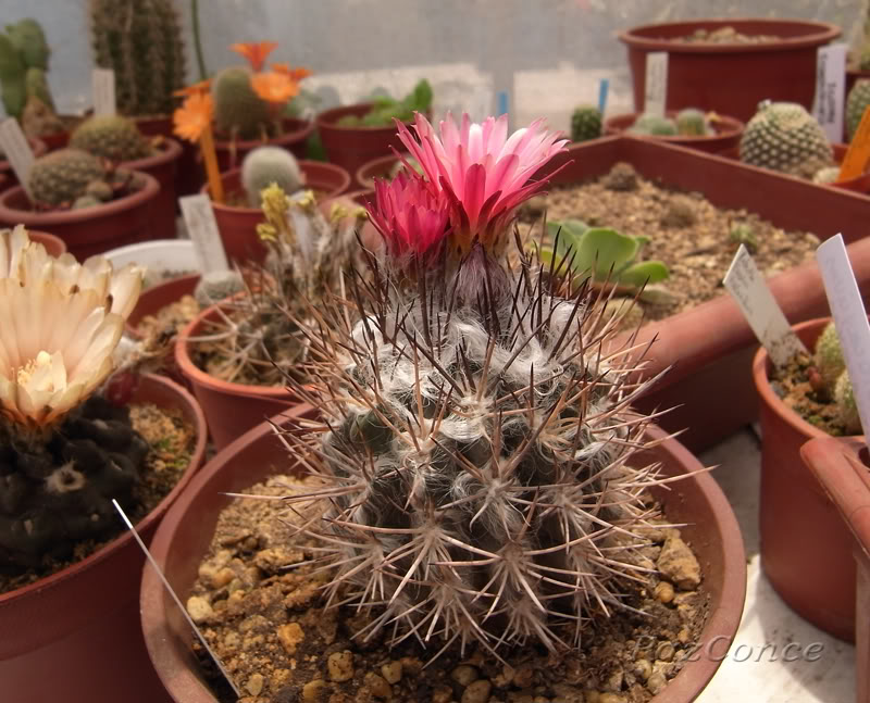 pyrrhocactus.jpg