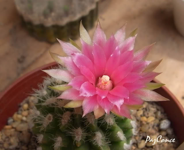 pyrrhocactus_gracilis1.jpg