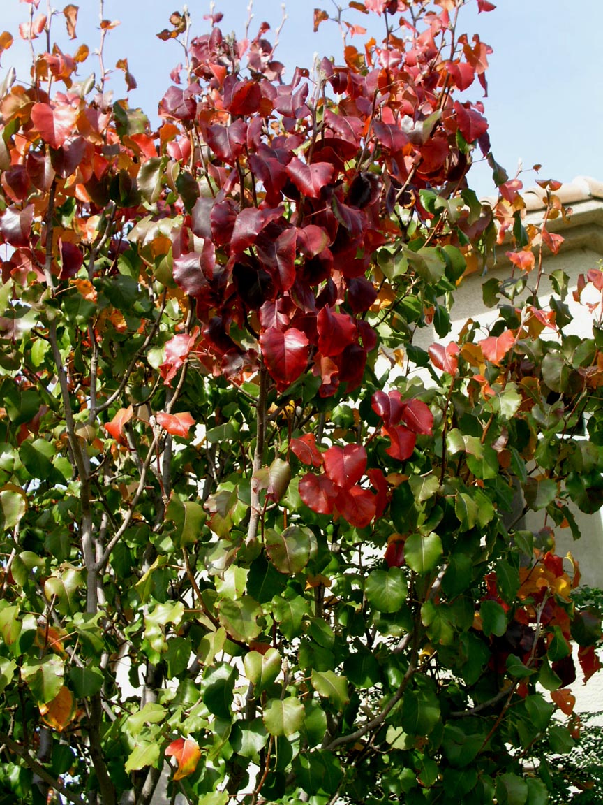 Pyrus%20calleryana%20fall%20color.jpg