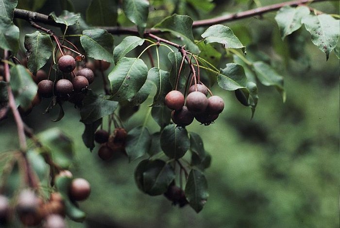 Pyrus%20cordata.jpg