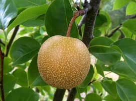 pyrus-pyrifolia-nashi.jpg
