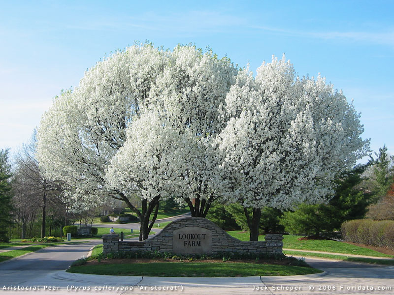 Pyrus_calleryana+1.jpg
