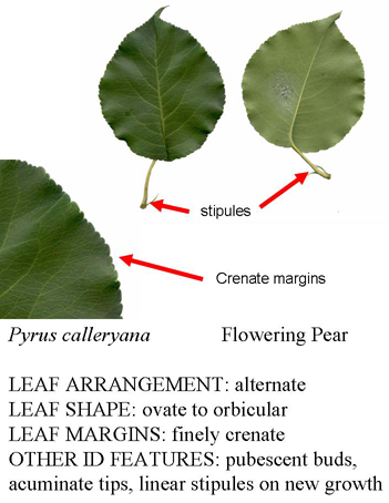 pyrus_calleryana.JPG