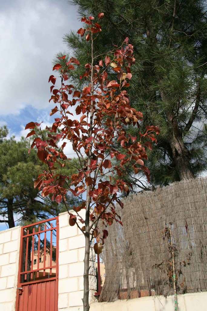pyrus_calleryana1.jpg