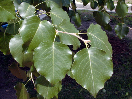 Pyrus_calleryana_main.jpg