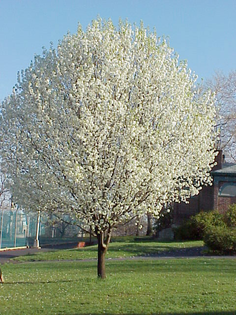pyrus_calleryana_tree.jpg