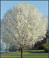 pyrus_calleryana_tree.jpg