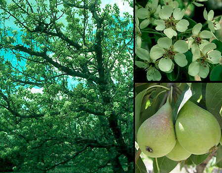 Pyruscommunis.jpg