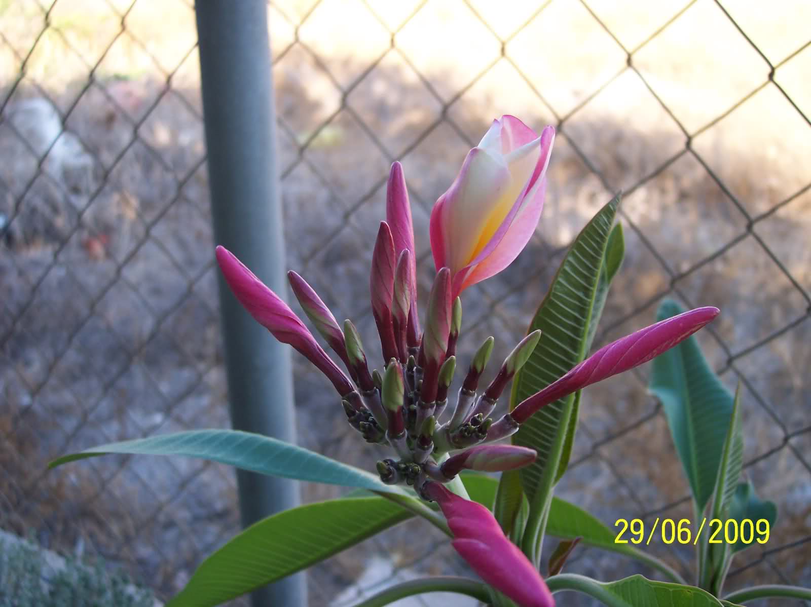 qs3589.jpg