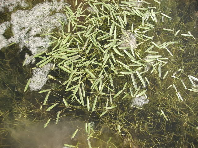 Qua2.jpg