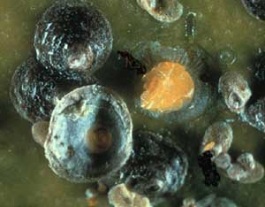 Quadraspidiotus-ostraeformi.jpg